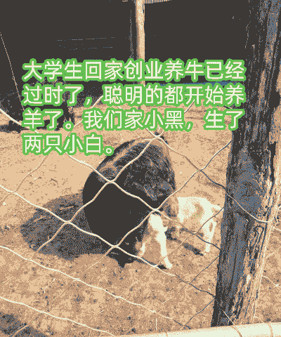 刚创业养牛好还是养羊好