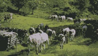 养牛和养羊哪个发展得快