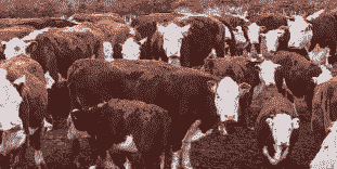 养牛强还是养黑羊强些呢