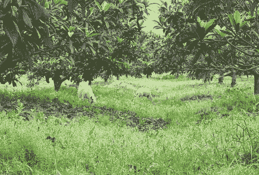 哪种树适合养牛养羊呢