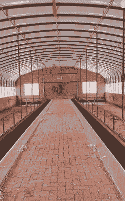 棚子养牛还是养羊比较好