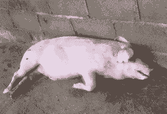 母猪产后7天咳嗽怎么治