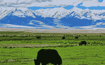 西藏适合养牛还是养羊好