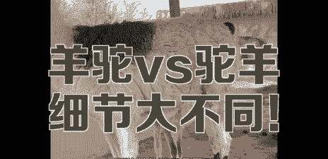 养羊驼和养牛哪个好些些