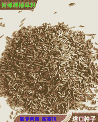 养牛场可以养什么羊种子