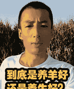 到底是养牛还是养羊好