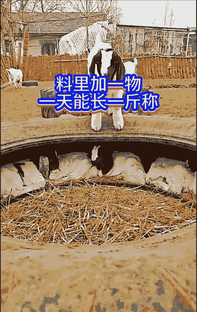 养牛和养羊应该离多远呢