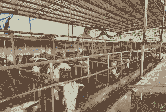 在广西养羊好还是养牛好