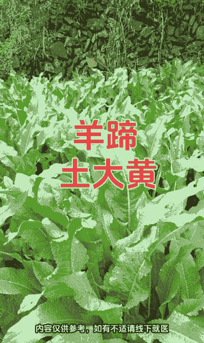 养牛养羊种什么草最好吃