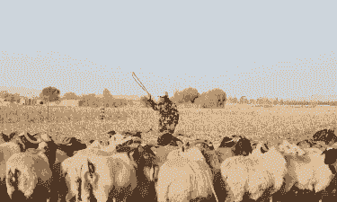 秸秆养牛养羊好不好呢