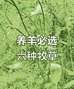 养牛养羊喂什么草好吃呢