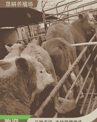 在山西养羊和养牛哪个好