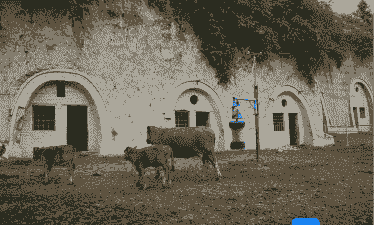 窑洞为什么养牛不养羊呢