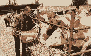 哪些人不宜养羊养牛的人