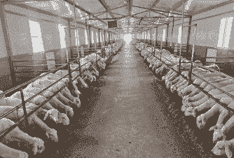 河南哪里适合养牛养羊呢