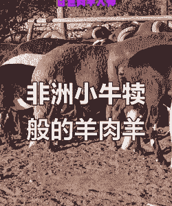 南非是养牛还是养羊多呢