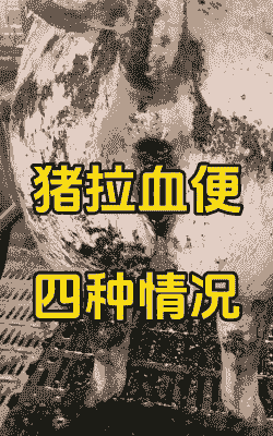 母猪产后拉血咋回事儿