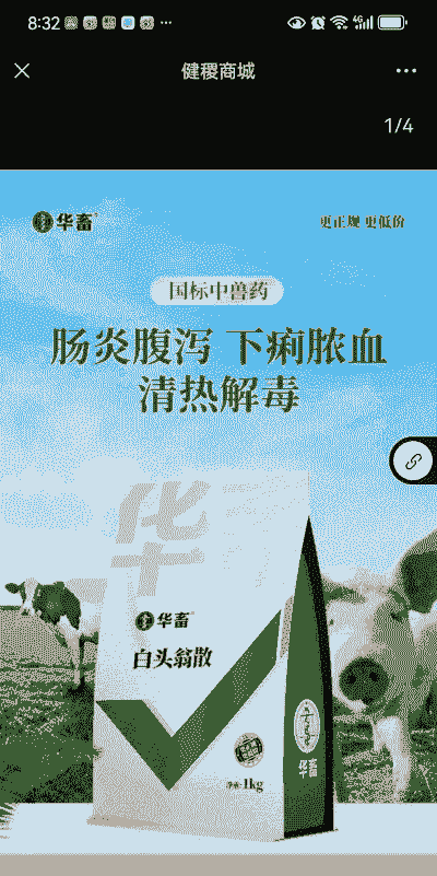 母猪产前产后喂白头翁散