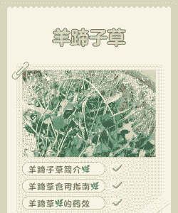 养羊养牛喂什么草好吃呢