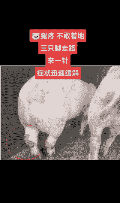 母猪生产后腿痛怎么治疗