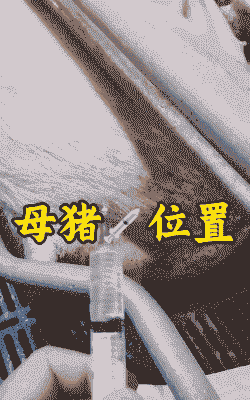 母猪产后还能打缩宫素吗