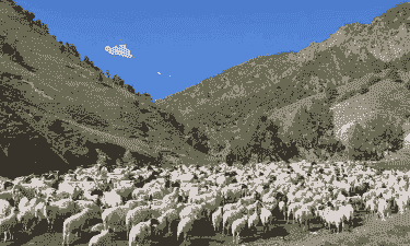 西安养牛养羊的地方有哪些