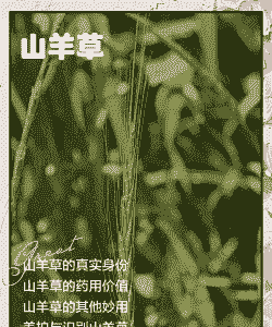 养牛人要吃什么草好养羊