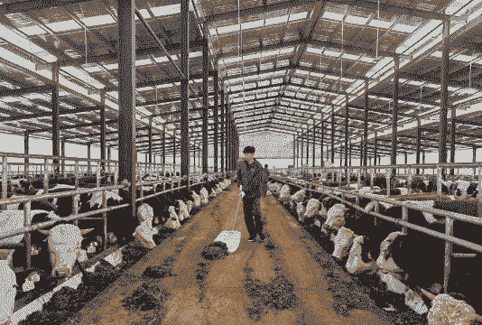 林地能否修养牛场养羊场