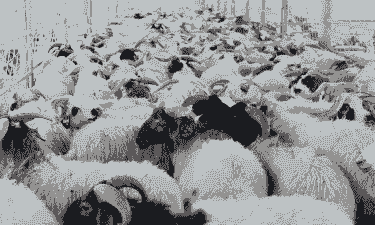 内蒙古养羊养牛大户是谁