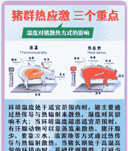 如何防治产后母猪热应激