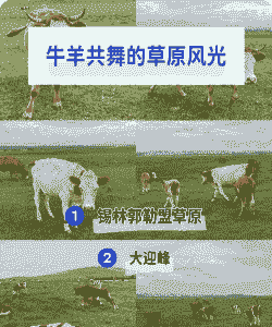 规模养牛吃啥草好养羊呢