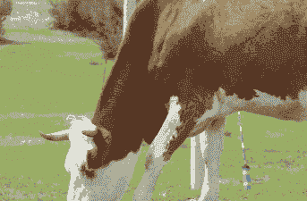 内蒙古养羊和养牛哪个好