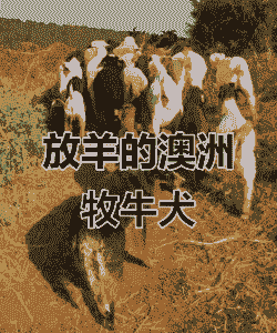 澳洲人为什么养牛养羊呢