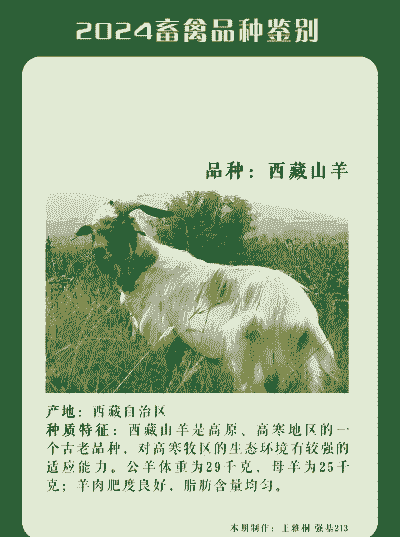 西藏养羊还是养牛多一点