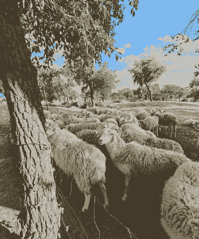 回农村养牛和养羊可以吗