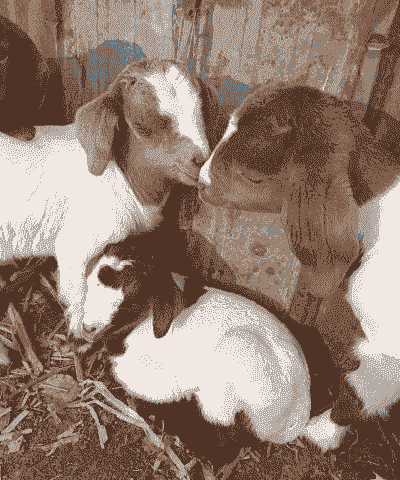 养一只羊好还是养牛好呢