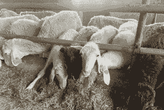 养牛养羊专业户的好帮手