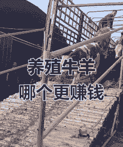 养牛和养羊能赚大钱吗