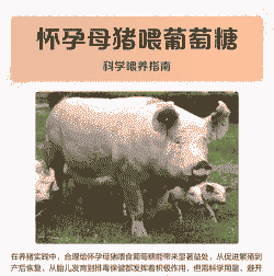 母猪产后可吃葡萄糖么