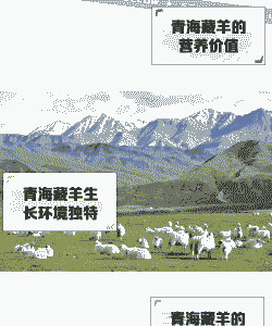 为什么藏区只养牛不养羊