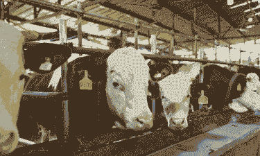 养牛场一般养什么羊种牛