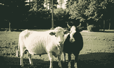 养牛和羊哪个好养一些呢