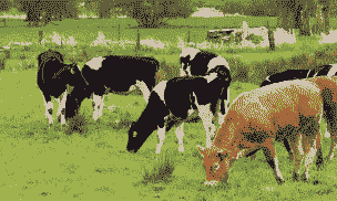 养牛跟羊一起养好不好