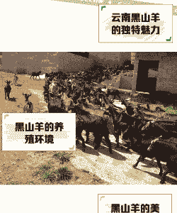 养黑羊和养牛哪个好一点