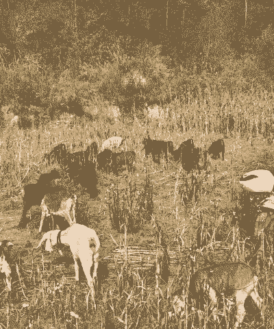 放山养羊还是养牛好一点