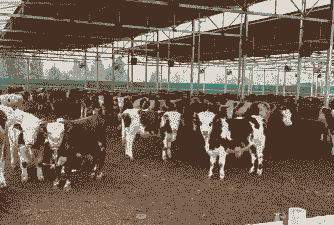 养牛养羊喂什么好一点儿