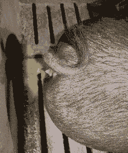 母猪生产后第二天不食