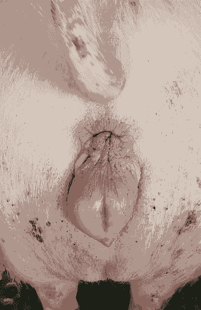 母猪产后两天能吃东西吗