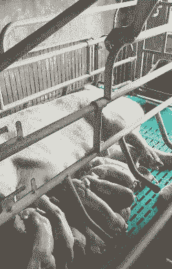 一只母猪生产后有多少肉