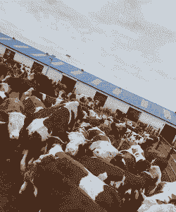 养殖50头肉牛多少本钱